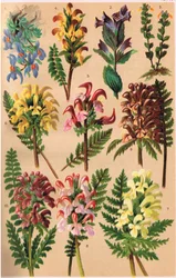 Alpine Plants, Illustration from 